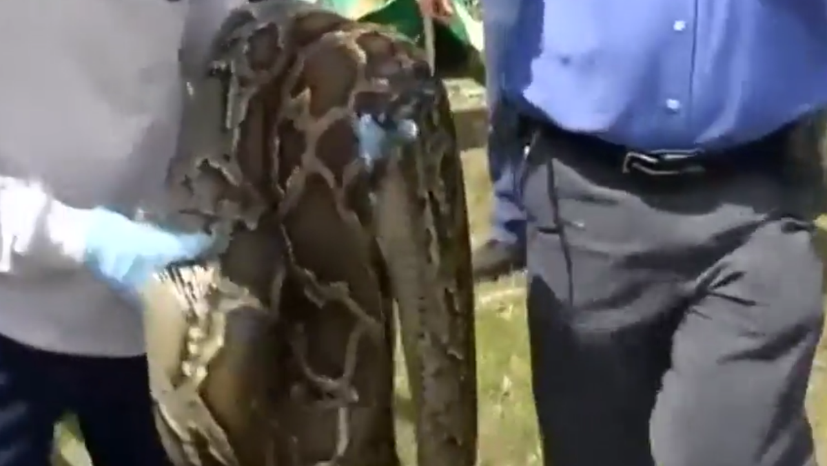 Florida snake hunters snare massive python