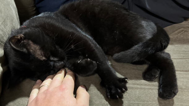 Leeds firefighters search for beloved station cat after it went missing early Tuesday morning - Vimarsana News