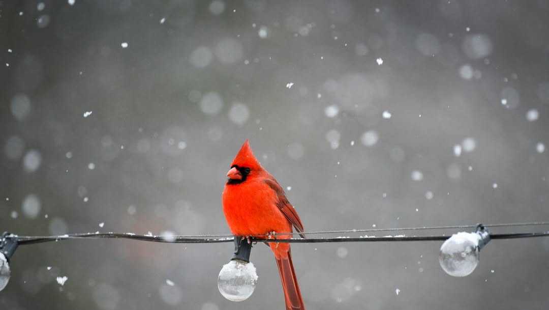 Snow timeline for South Carolina, North Carolina