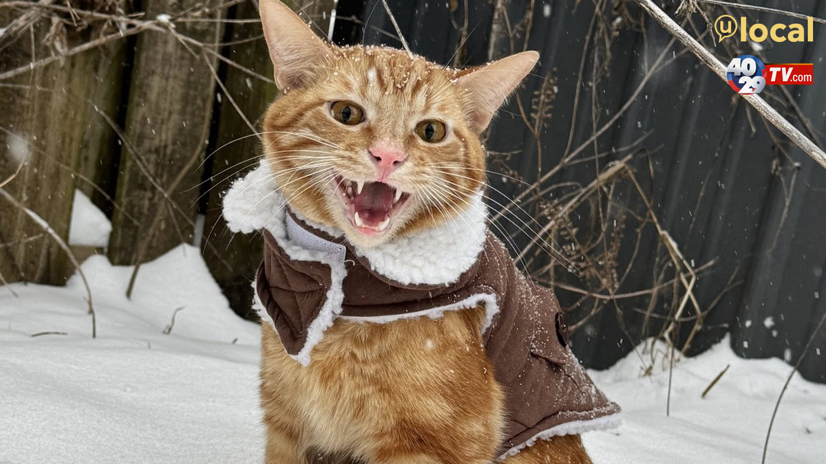 Some of Arkansas' top snow photos & videos (so far)