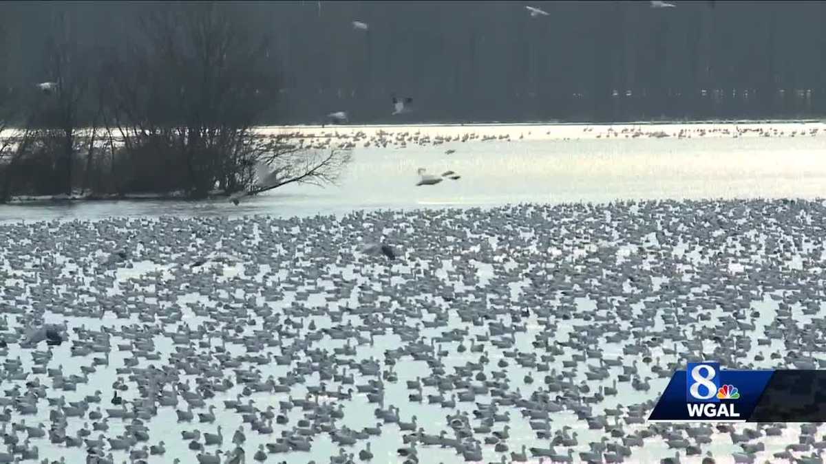 Snow geese back at Middle Creek