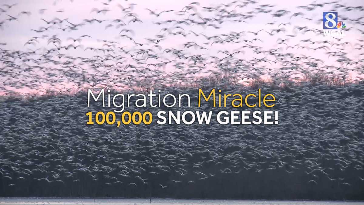 Migration Miracle 100,000 snow geese descend on Pennsylvania wildlife