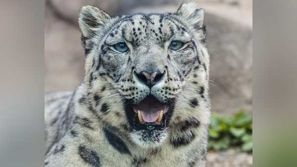 Ohio zoo provides snow leopard with comfort after diagnosis of chronic ...