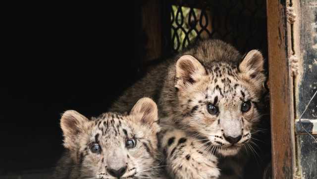 Ohio zoo needs help naming snow leopard cubs - Vimarsana News