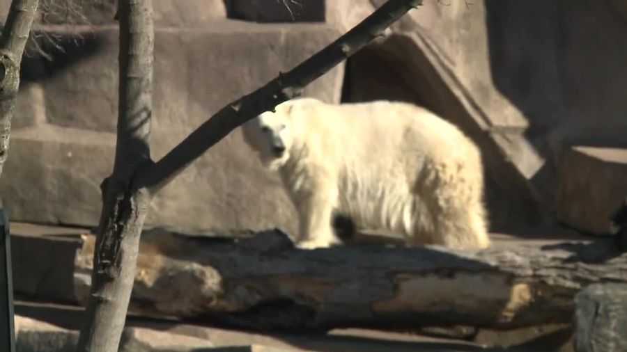 Milwaukee County Zoo polar bear sees shadow