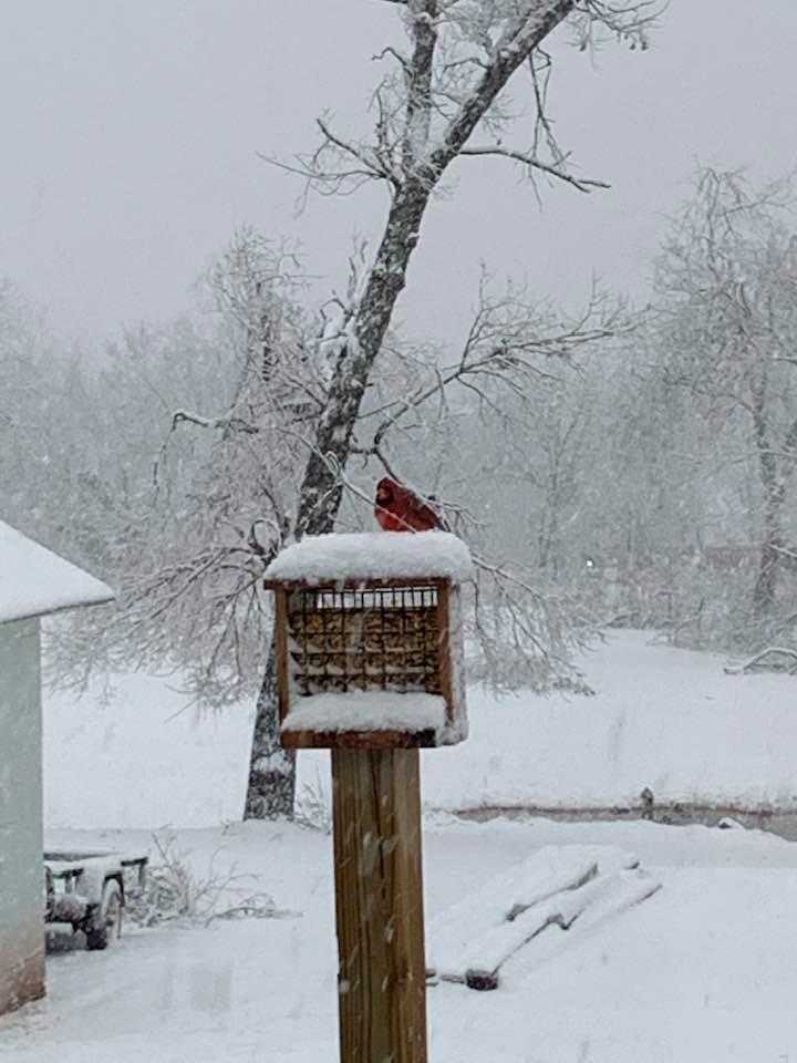 Gallery: Viewers share pictures of snowfall in Oklahoma
