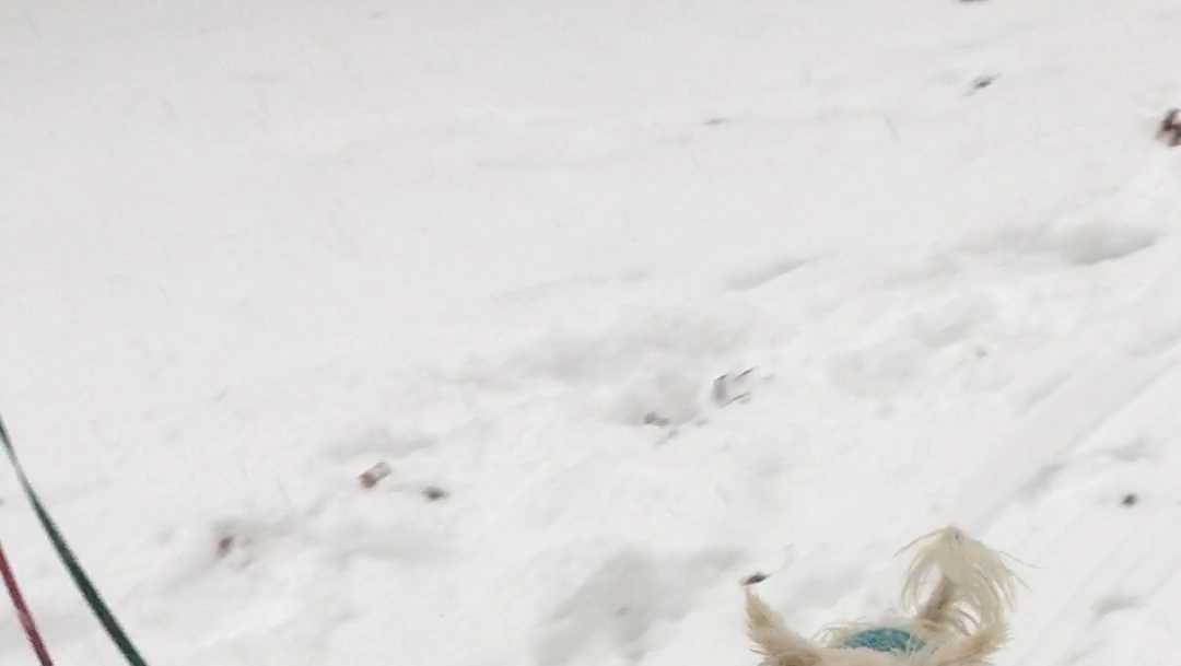 See these adorable pets playing in the snow
