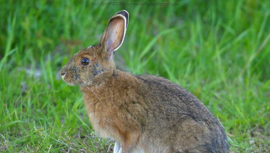 Mass. man sentenced for trafficking wild Maine snowshoe hares