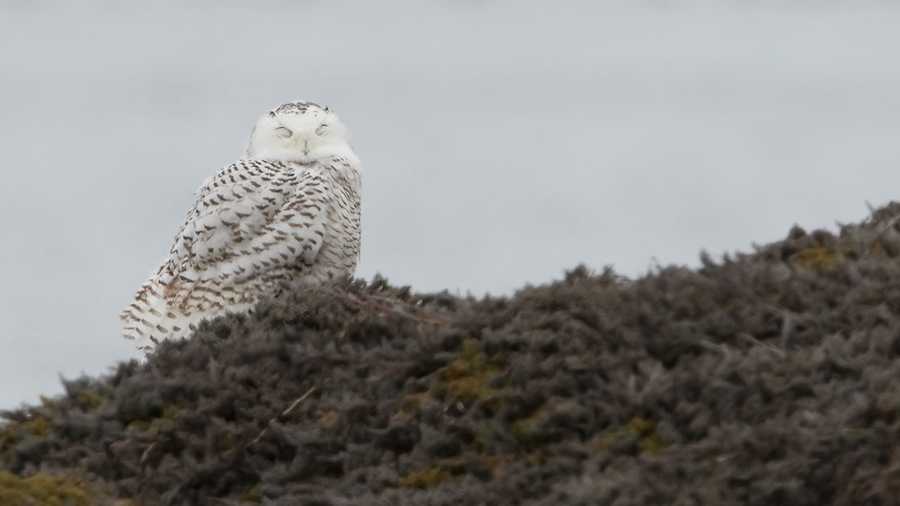 Snowy owl in Greenland