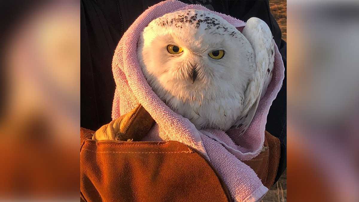 Snowy owl found injured on Route 101, police say