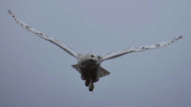 Snowy Owls Still Sticking Around Seacoast