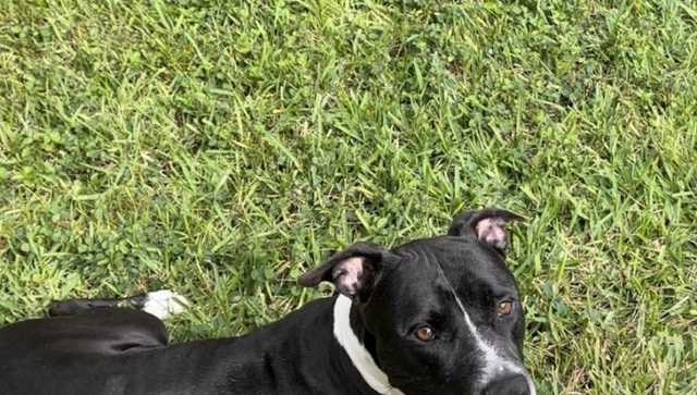 Dog found tied to a pole in Florida is ready for his forever home - Vimarsana News