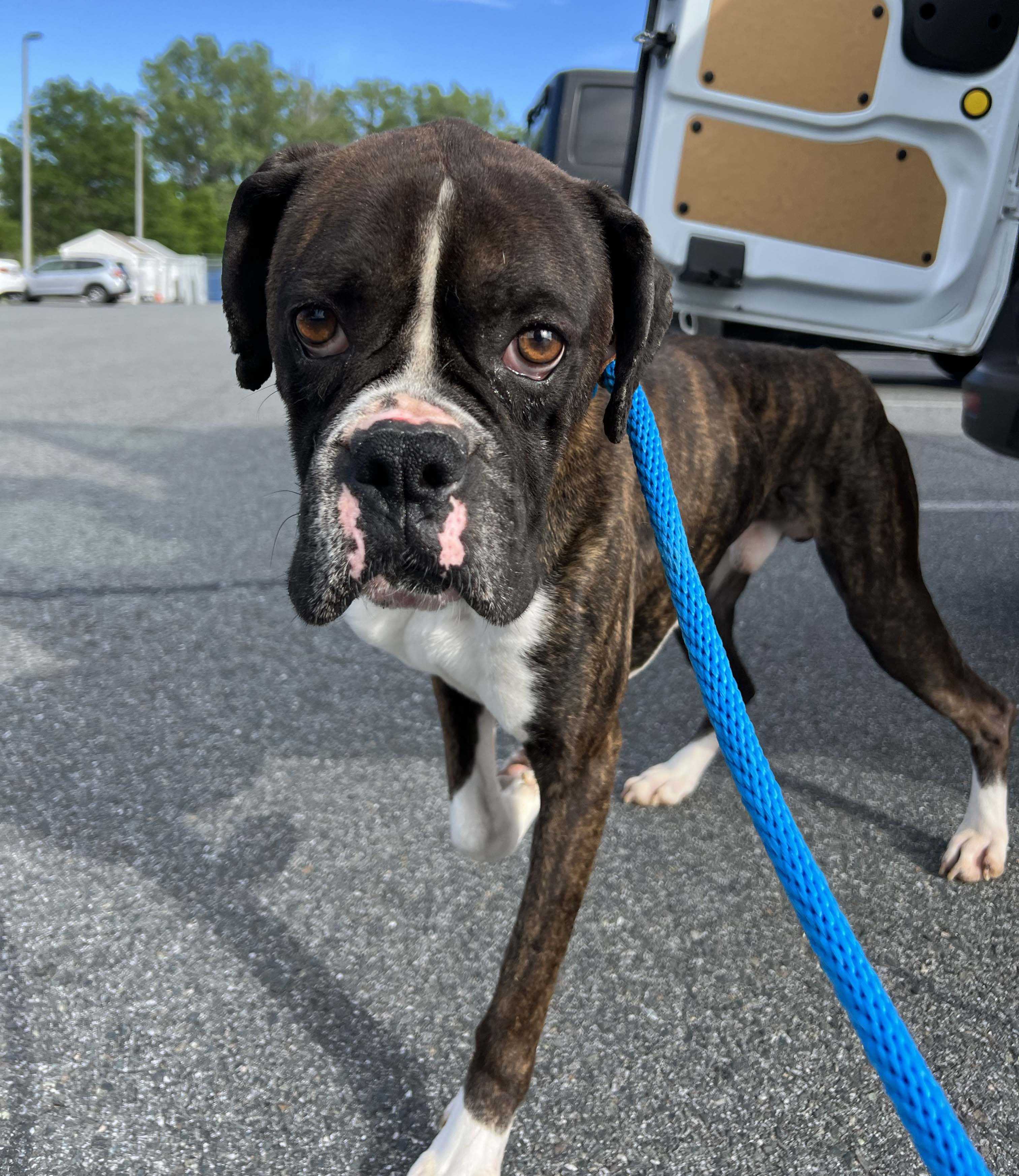 Boxers available shops for adoption