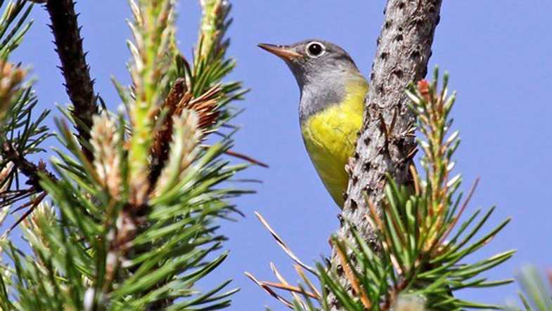Photo is of a Connecticut warbler