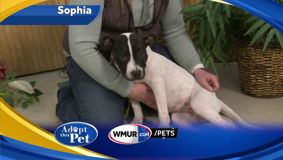 Watch: Adopt This Pet: Sophia