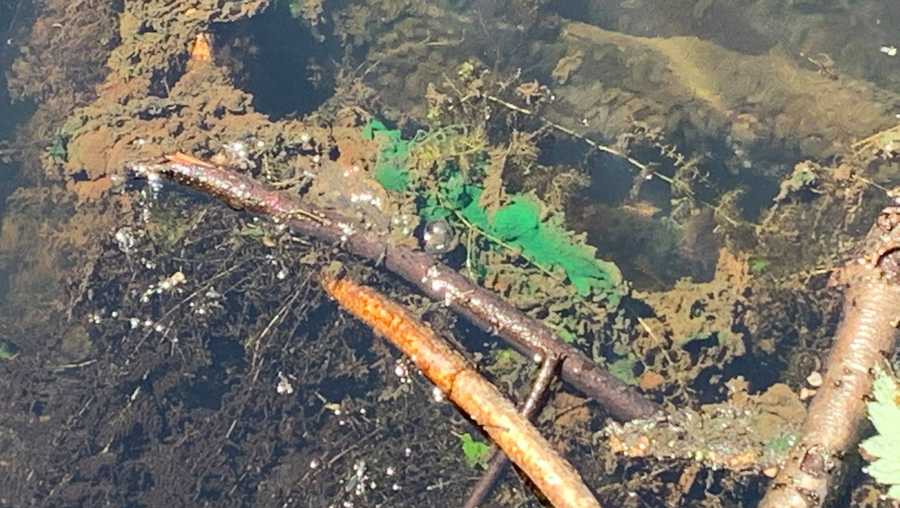 A potentially dangerous algae was discovered in Hinckley Park in South Portland.