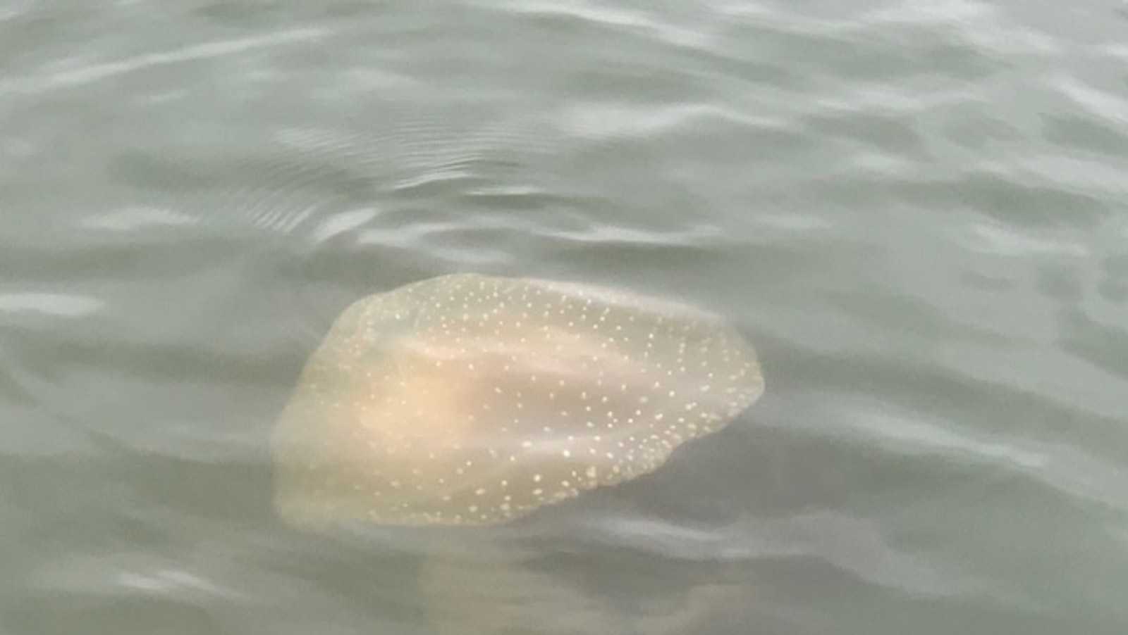 white spotted jellyfish invasive species