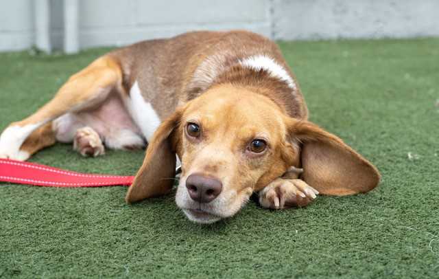 Dogs Rescued In Massive SC Animal Abuse Case Need Homes In Mass.