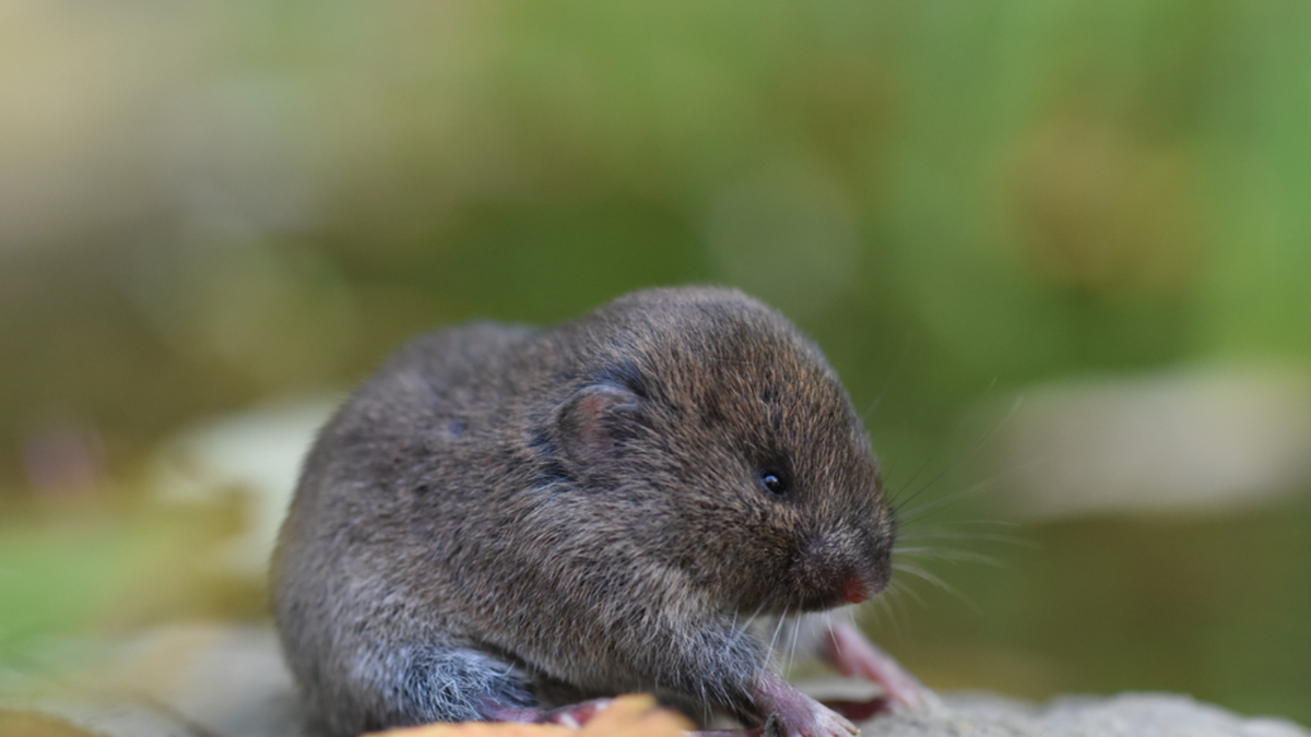 Updated Wildlife Action Plan features fresh approach to conservation