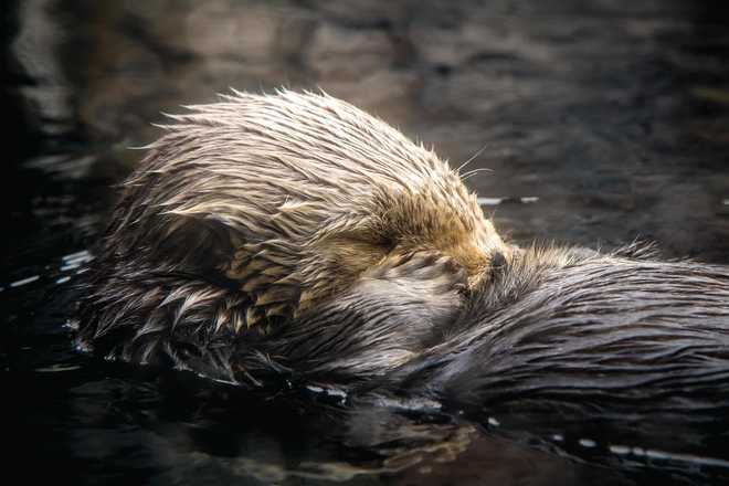 Monterey Bay Aquarium to celebrate Rosa the otter's 22nd birthday