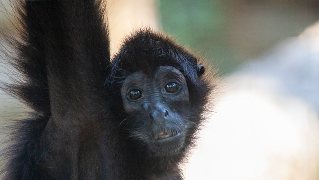 Southwick's Zoo welcomes spider monkeys to new exhibit - WCVB