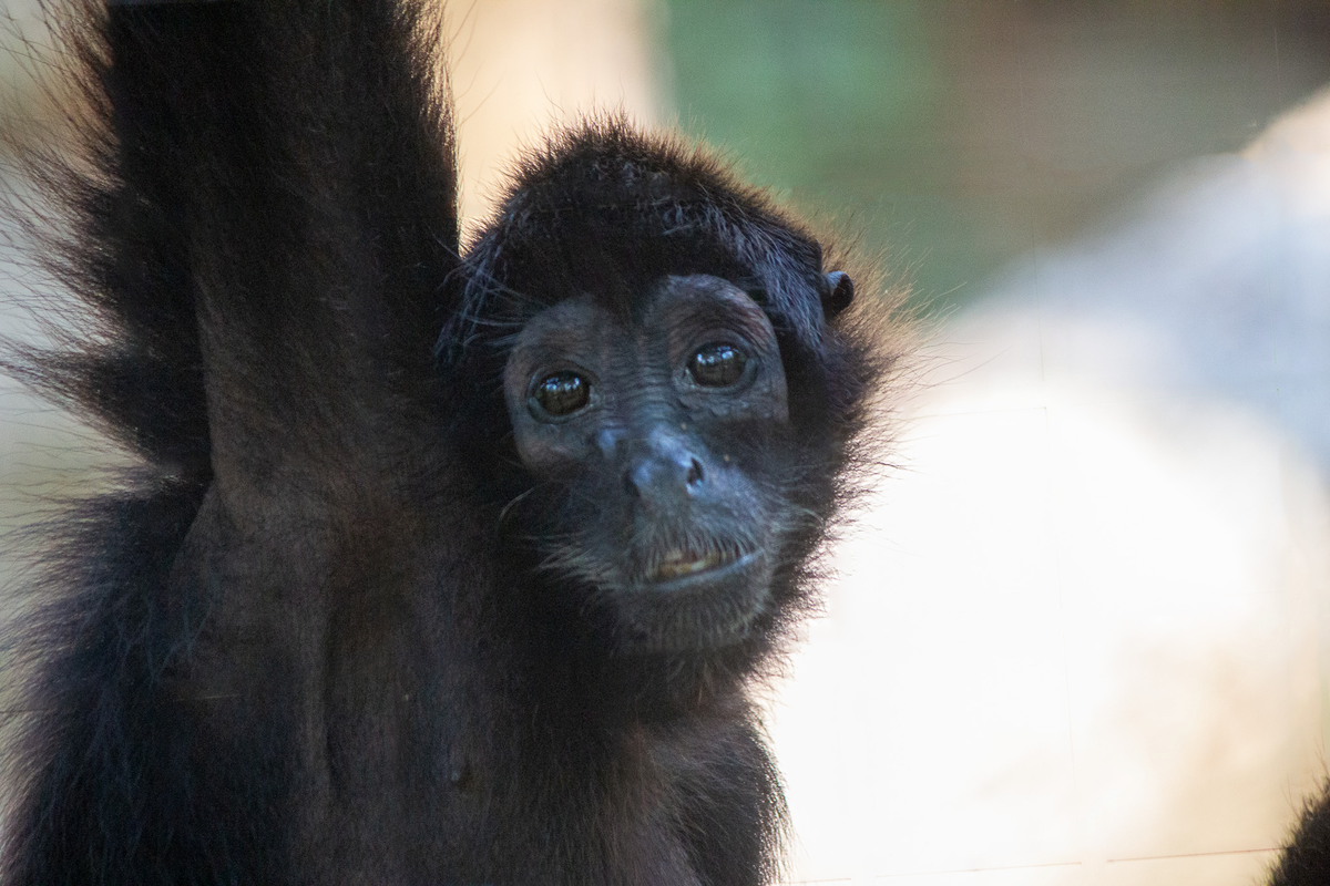 Southwick's Zoo welcomes spider monkeys to new exhibit - WCVB