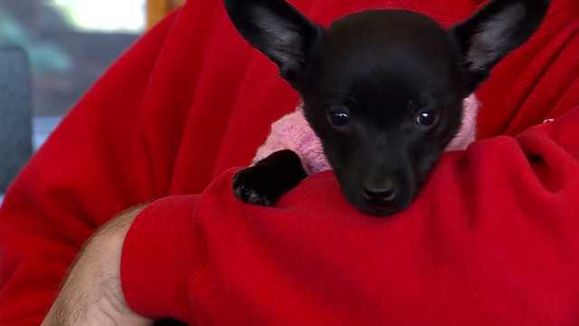 Puppy spotted along on-ramp in Boston, Mass. finds new home - Vimarsana News