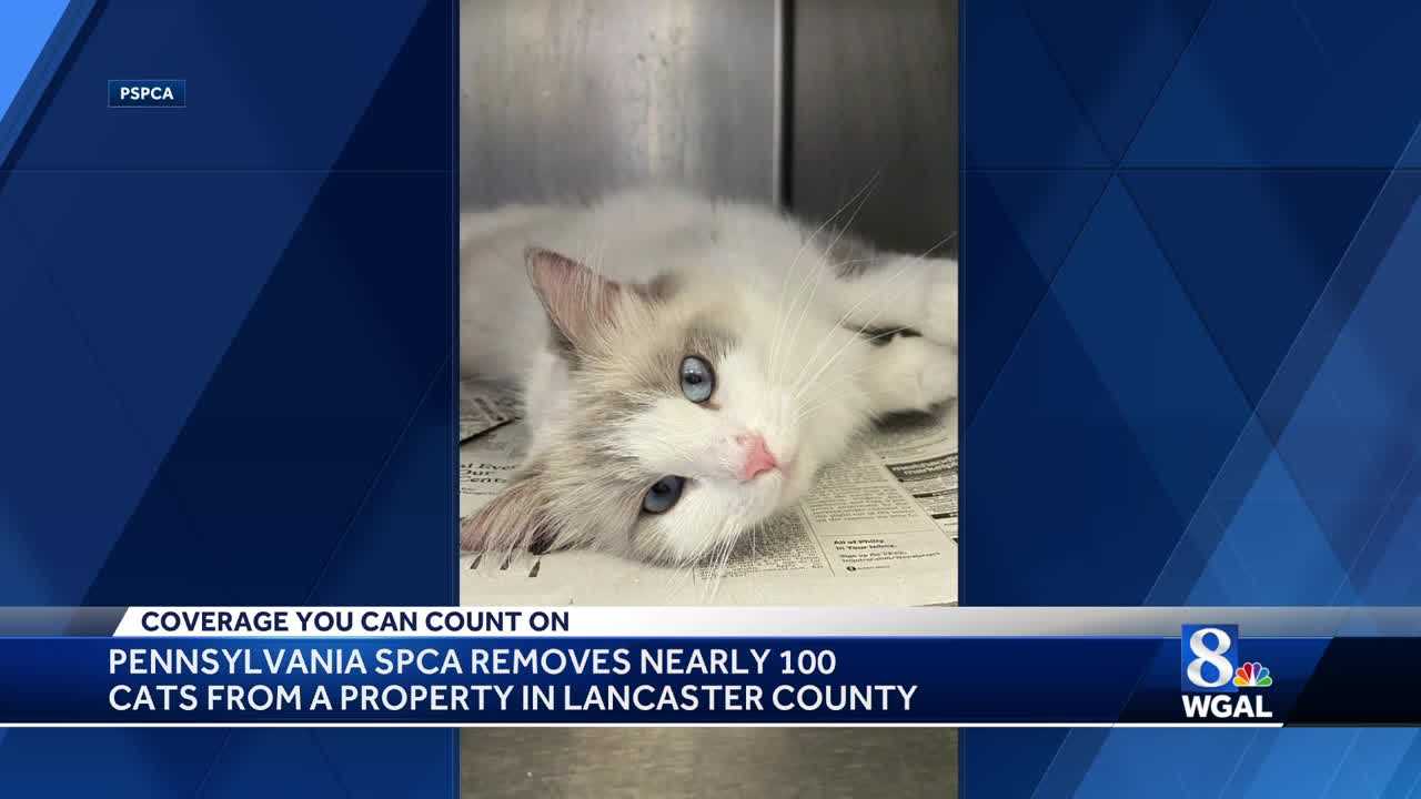 Nearly 100 cats rescued from Lancaster County home