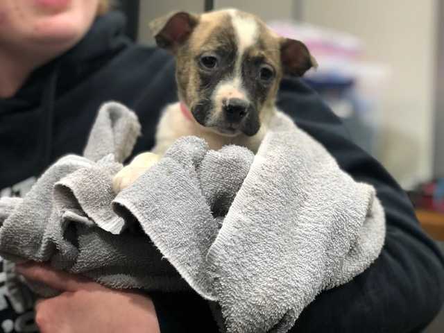 SPCA Cincinnati rescues more than 40 animals from Texas, Oklahoma