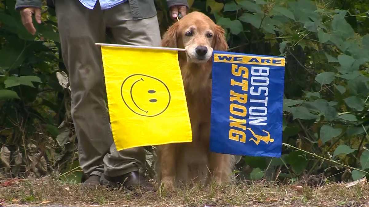 Your spirit inspired us all': Spencer, beloved Boston Marathon dog, dies  after battle with cancer – Boston 25 News