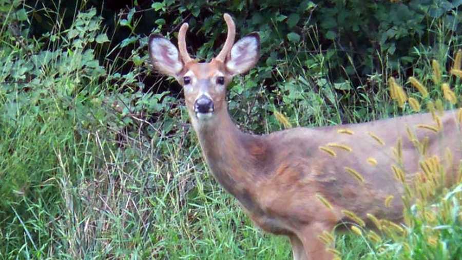 Hand-raised, playful deer fatally shot after aggressive encounters ...