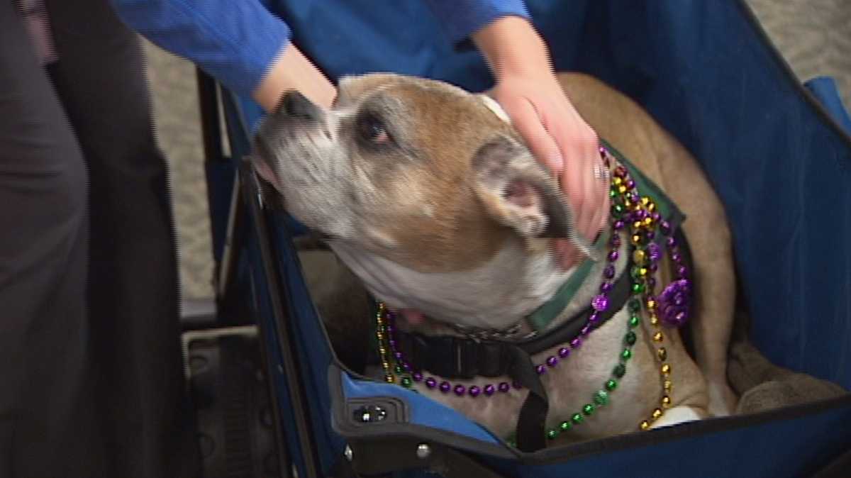 Longtime pet therapy dog makes final rounds at metro hospital