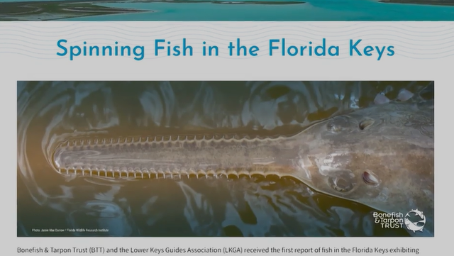 Florida fish are 'spinning' and dying, baffling scientists