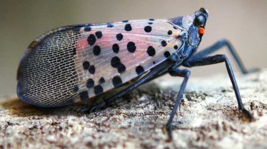 'Spotted Lanternfly'