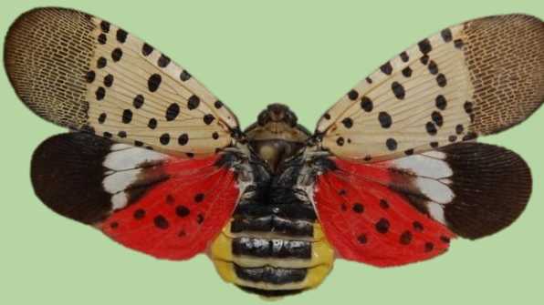 NC: Residents encouraged to look out for spotted lanternfly - Vimarsana News
