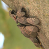 Spotted lanternfly peak adult season: What to know as insect population rapidly expands