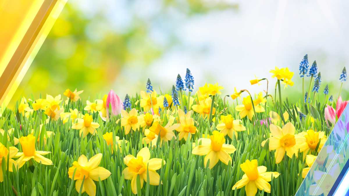 First day of spring brings sweet, cool giveaways