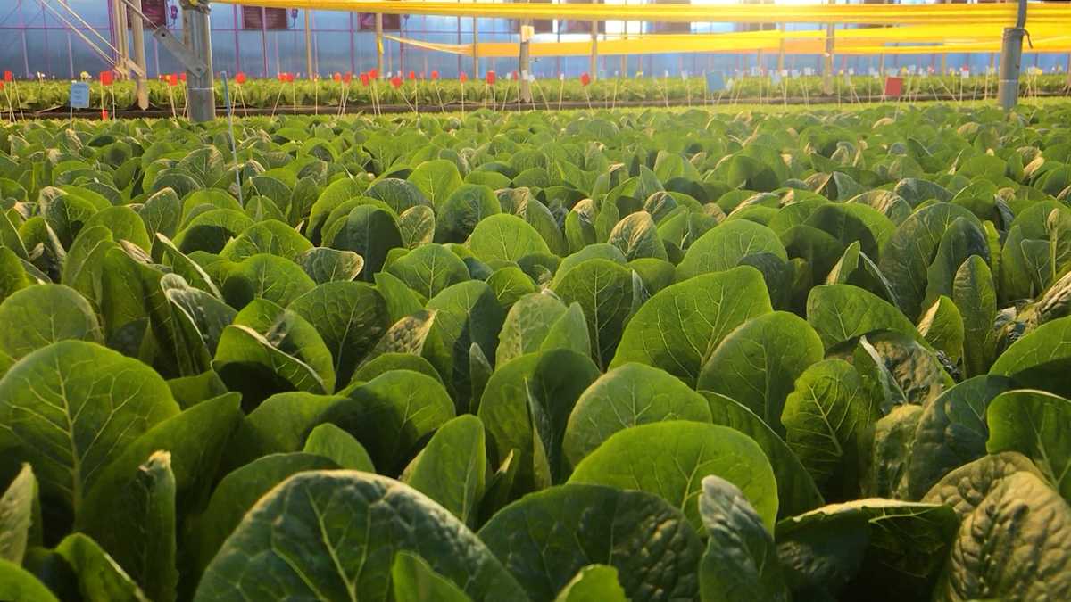 Maine farm supplying Hannaford with organic romaine lettuce