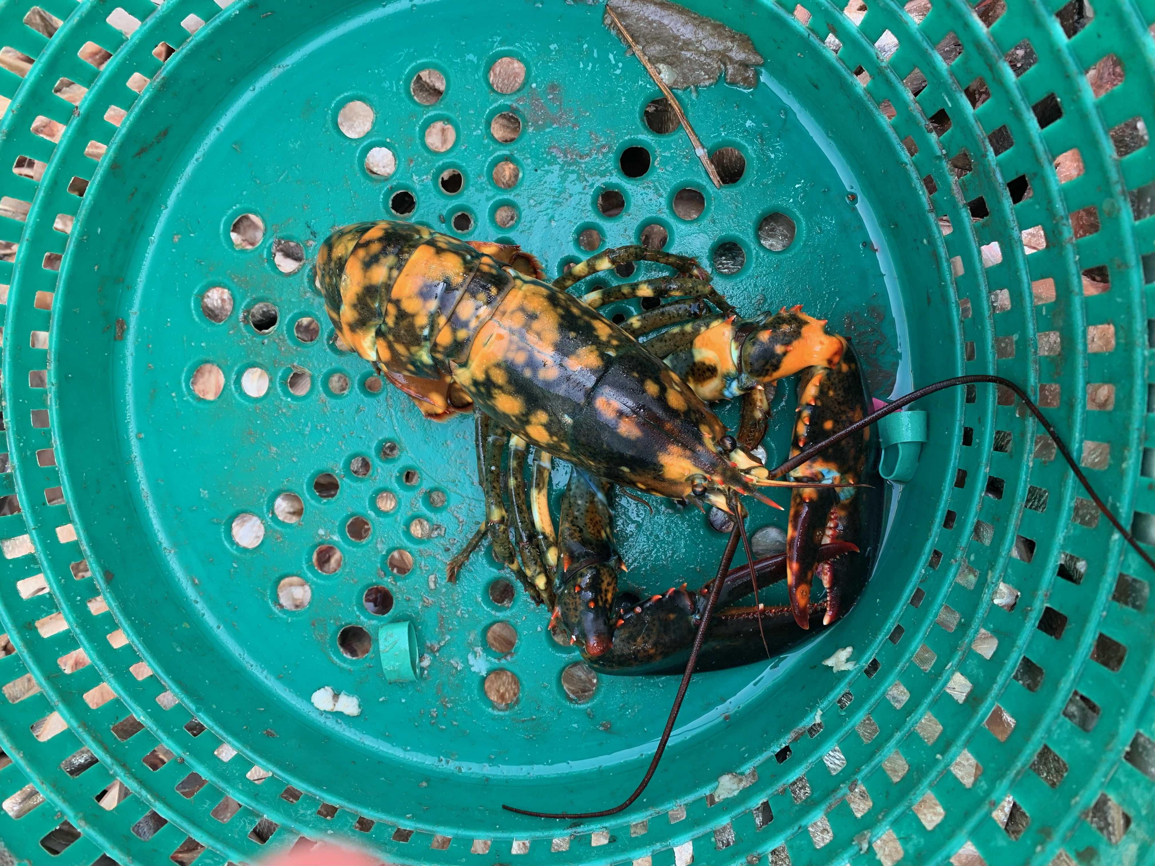 Grandfather's Lobster Trap-Tag Discovered On Ireland Beach Returned To UMF  Student After Nearly Two Decades