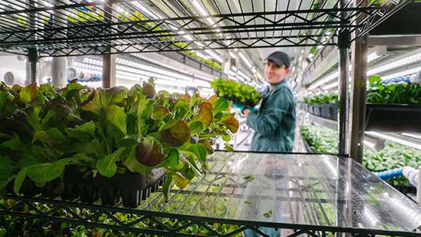 Agritech company co-founded by Elon Musk's brother opens indoor farm in Shepherdsville - Vimarsana News