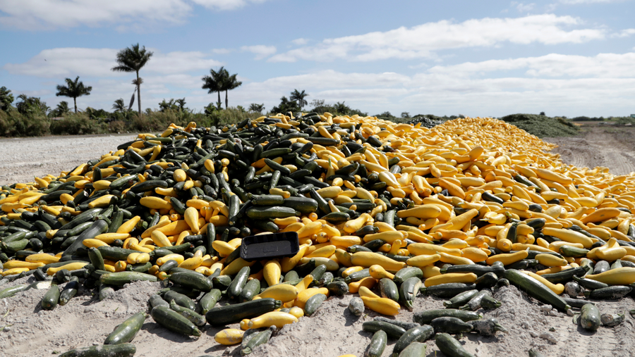 In this March 28, 2020, photo, a pile of ripe squash sits in a field, in Homestead, Fla. Thousands of acres of fruits and vegetables grown in Florida are being plowed over or left to rot because farmers can't sell to restaurants, theme parks or schools nationwide that have closed because of the coronavirus. (AP Photo/Lynne Sladky)