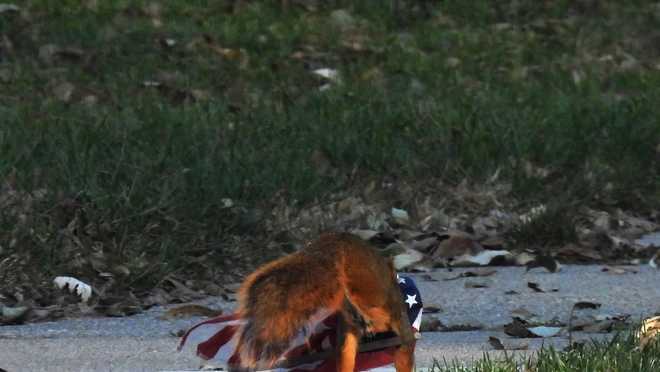 iowa&#x20;squirrel&#x20;steals&#x20;american&#x20;flag
