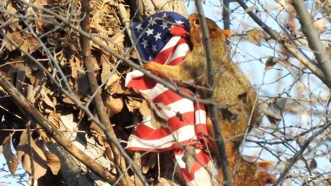 iowa&#x20;squirrel&#x20;steals&#x20;american&#x20;flag