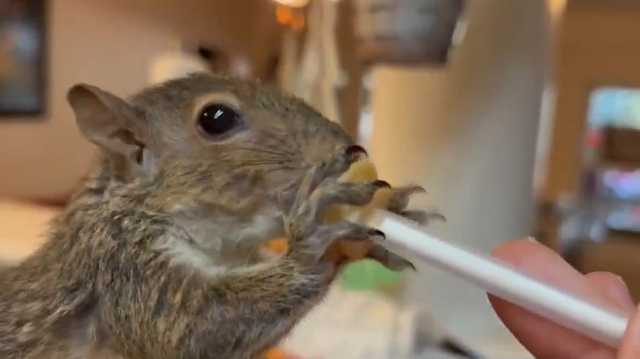 Possums and rabbits and squirrels, oh my! Lowcountry rescue is working to save animals of all kinds - Vimarsana News