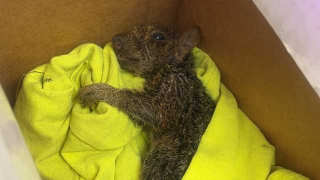 Wisconsin man saves squirrel's life, names him Little Jerry - Vimarsana News