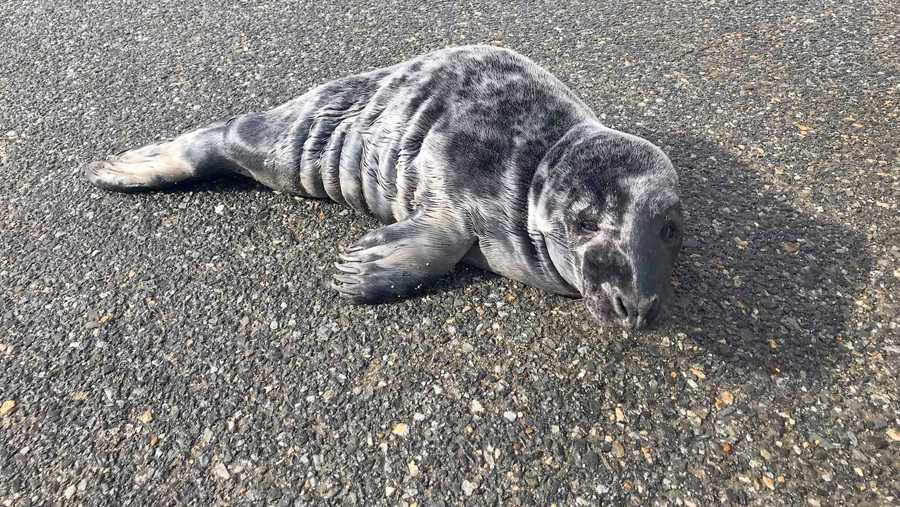 Young seal pup rescued from Salisbury street