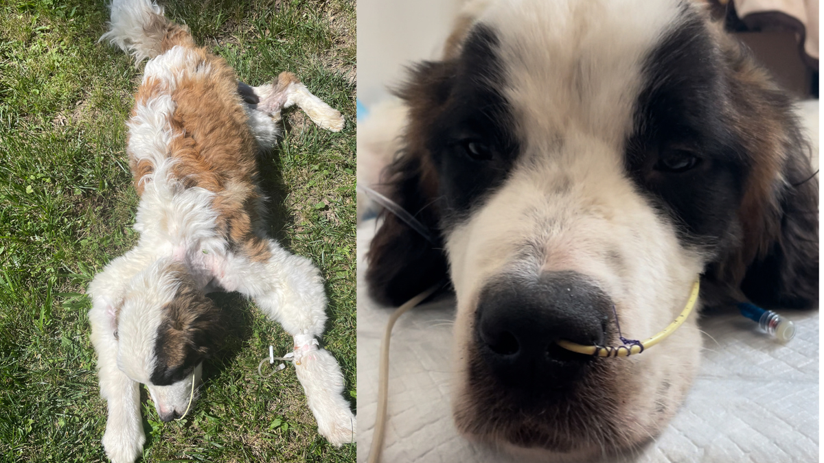 Dog dies after being abandoned at shelter in Hamilton County; dog ...