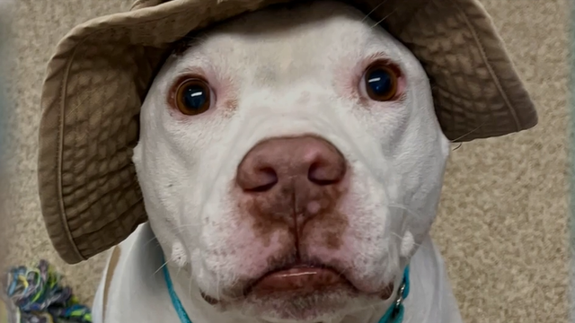 Dog abandoned in Tennessee finds new home in Florida - Vimarsana News