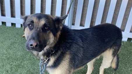 Stanislaus County animal shelter faces dog overcrowding crisis