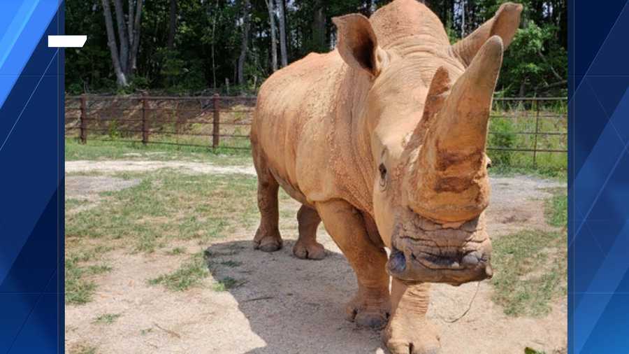 49-year-old rhino dies at NC Zoo
